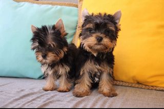 Yorkshire Terrier - Γιορκσάιρ Τεριέ