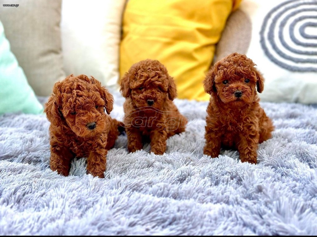 Poodle