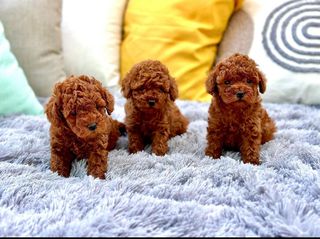 Poodle