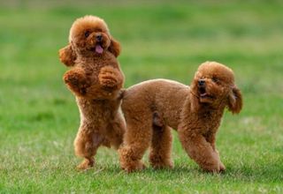 Poodle-thumb-1