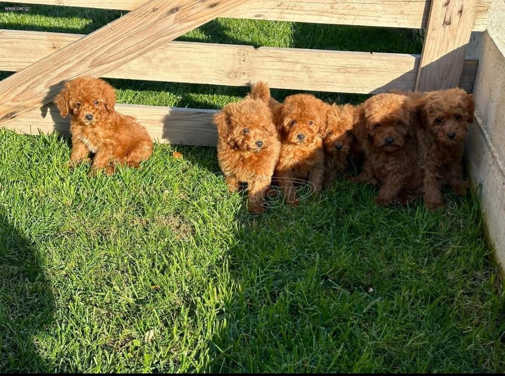 Poodle