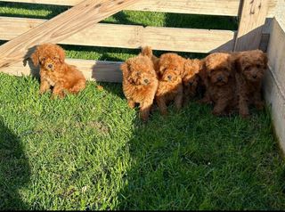 Poodle