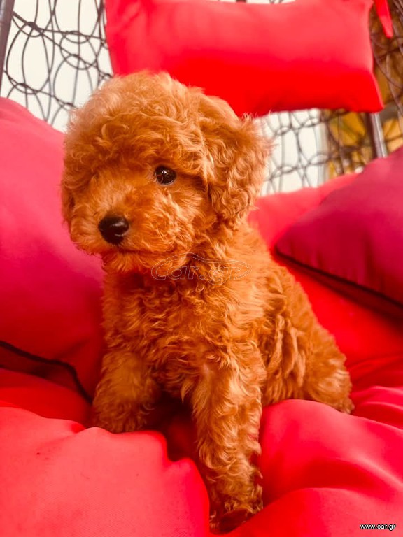 Poodle