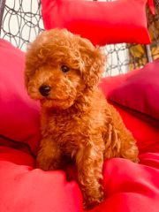 Poodle