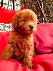 Poodle-thumb-1