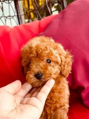 Poodle-thumb-3
