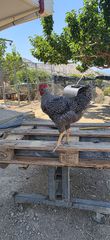 Κόκορας Barred Plymouth Rock (Πλίμουθ Ροκ)
