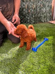 Poodle