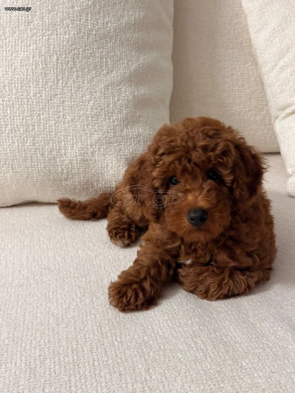 Poodle