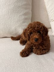 Poodle