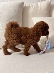 Poodle-thumb-1