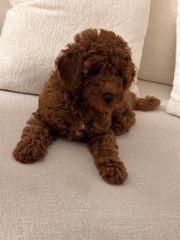 Poodle-thumb-3
