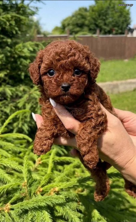 Poodle