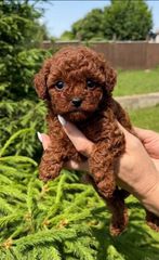 Poodle