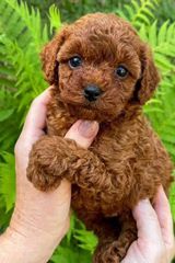 Poodle-thumb-1