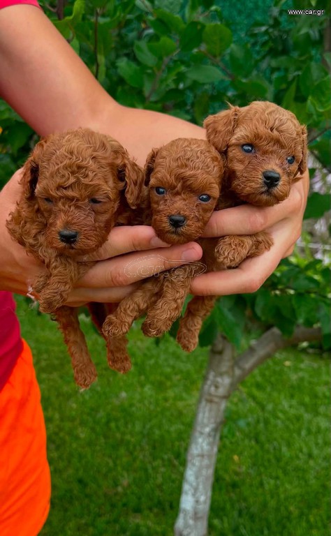 Poodle
