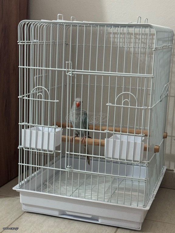 ringneck παπαγάλος