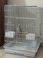 ringneck παπαγάλος