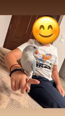 ringneck παπαγάλος-thumb-2