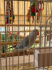 ringneck παπαγάλος-thumb-3