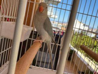 ringneck παπαγάλος-thumb-4