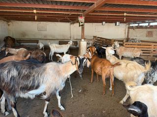 53 Goats for Sale – Whole Herd