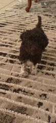 Poodle