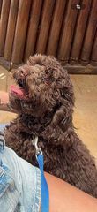Poodle-thumb-1