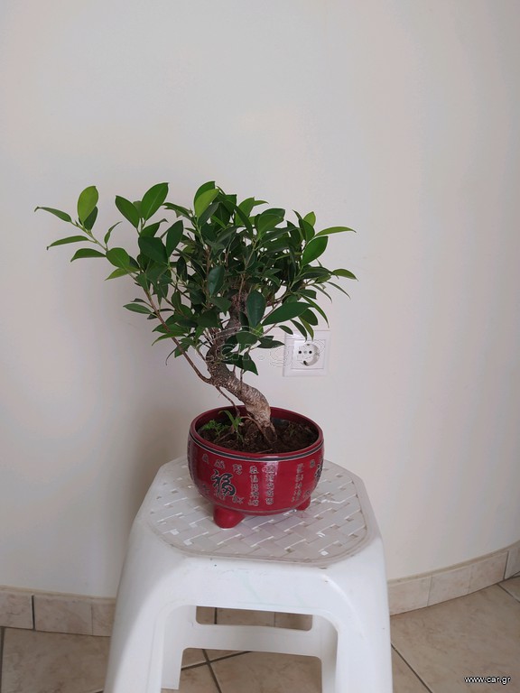 Bonsai δέντρο