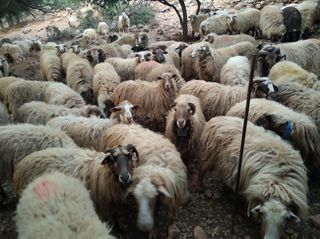 Προβατάκια