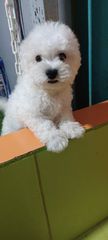 Bichon frize