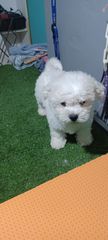 Bichon frize-thumb-2