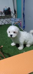 Bichon frize-thumb-3