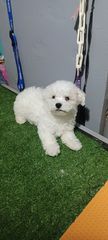 bichon frize