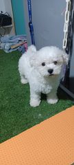 bichon frize-thumb-1
