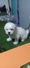 bichon frize-thumb-2