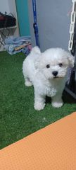 bichon frize-thumb-3