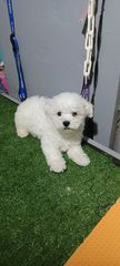 bichon frize-thumb-4