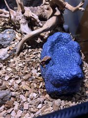 gecko μωρά