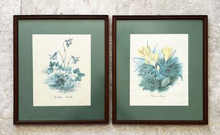 Crocus olivieri & Aquilegia amaliae