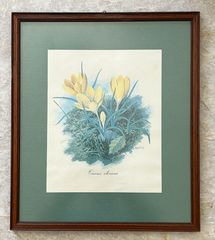 Crocus olivieri & Aquilegia amaliae-thumb-1