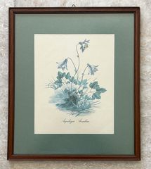 Crocus olivieri & Aquilegia amaliae-thumb-2