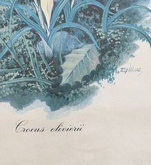 Crocus olivieri & Aquilegia amaliae-thumb-3