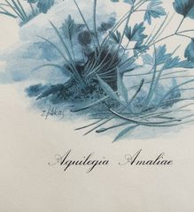 Crocus olivieri & Aquilegia amaliae-thumb-4