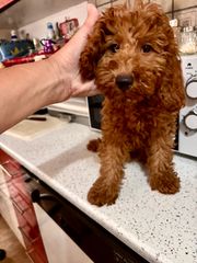 Poodle αρσενικα,toy apricot k' κοκκινo 3 εμβόλια