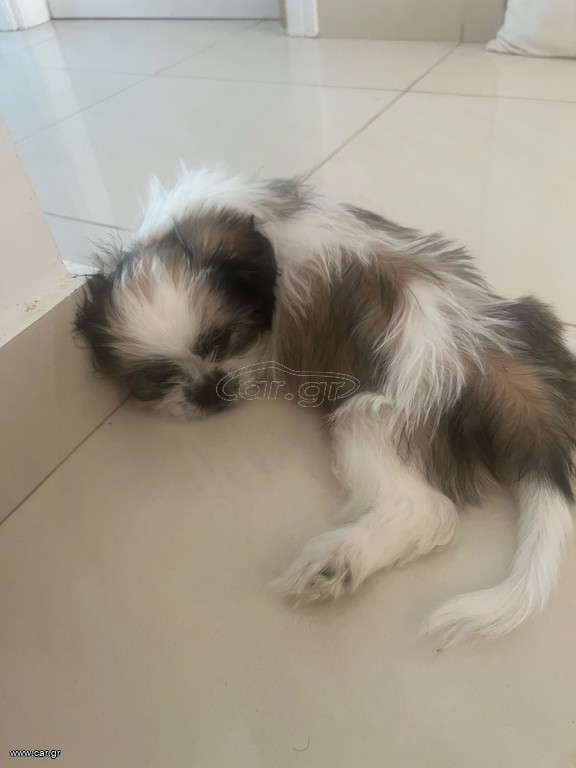 Shih Tzu