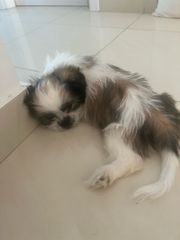 Shih Tzu