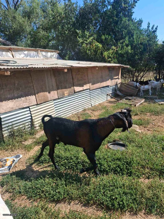 ΠΩΛΟΥΝΤΑΙ