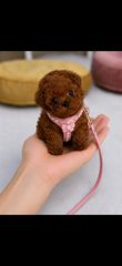 Poodle tea cup με pedigree και πιστοποιητικό δυσπλασίας