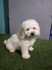 bichon frize